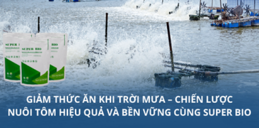 Giảm thức ăn khi trời mưa – Chiến lược nuôi tôm hiệu quả và bền vững cùng Super Bio